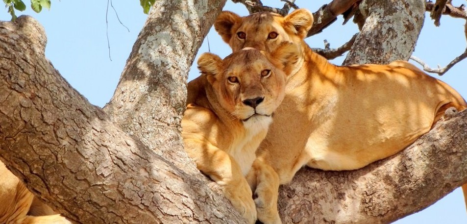 Image number 3 for 7-Day Wonders Days Of Safari In Tanzania's Great Parks