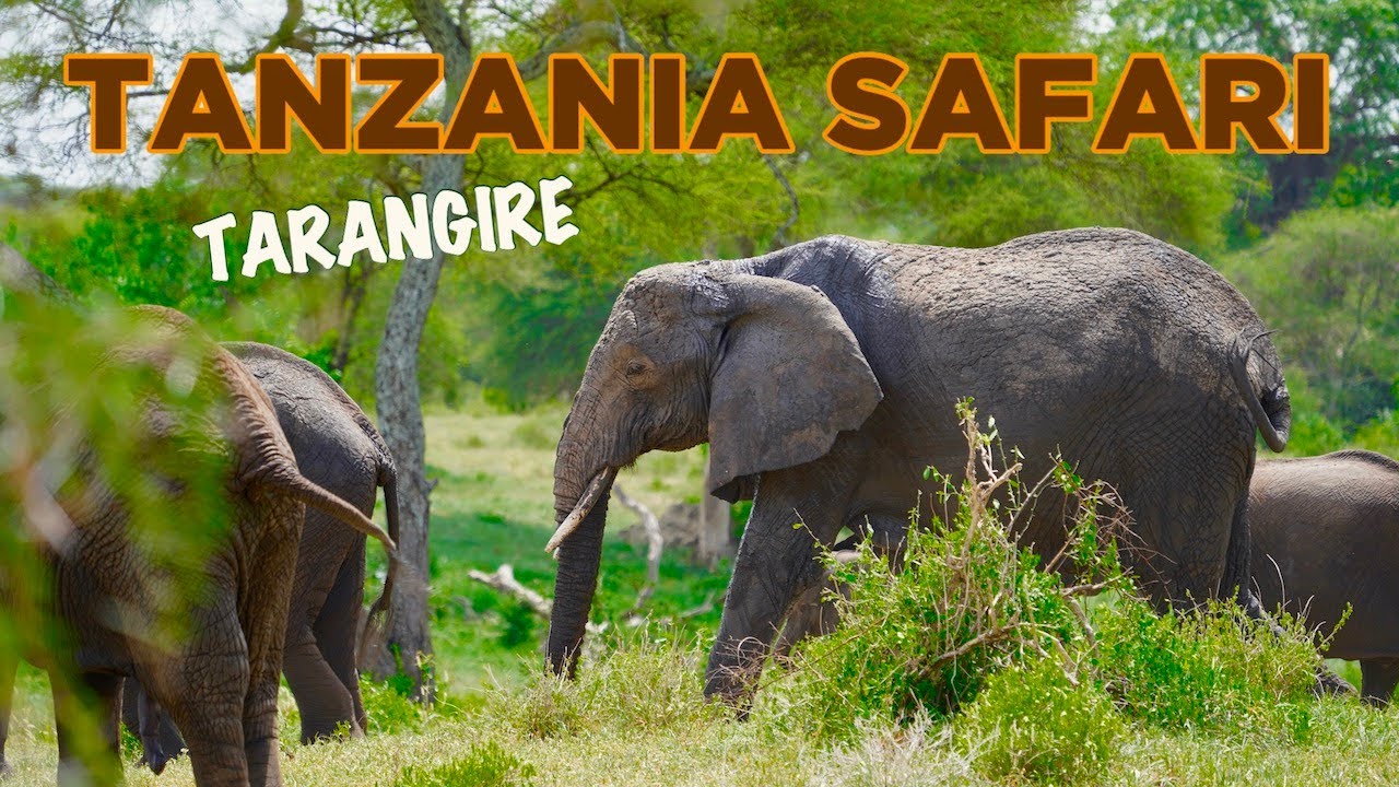 background image for - 1-Day Trip To Tarangire National Park
