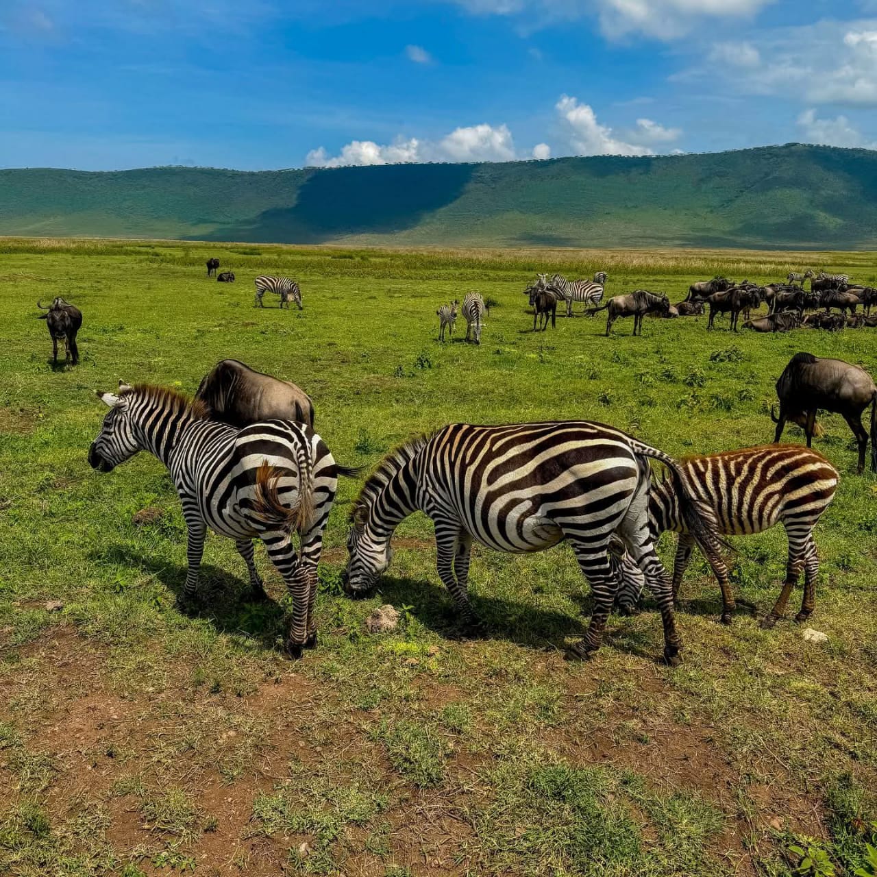 Image number 6 for Tanzania Safari: A Journey Into Africa’s Untamed Heart