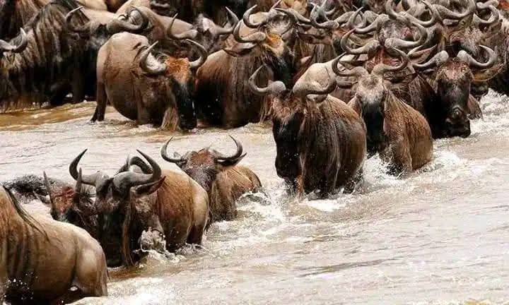 background image for - Great Migration Luxury Safari In Tanzania