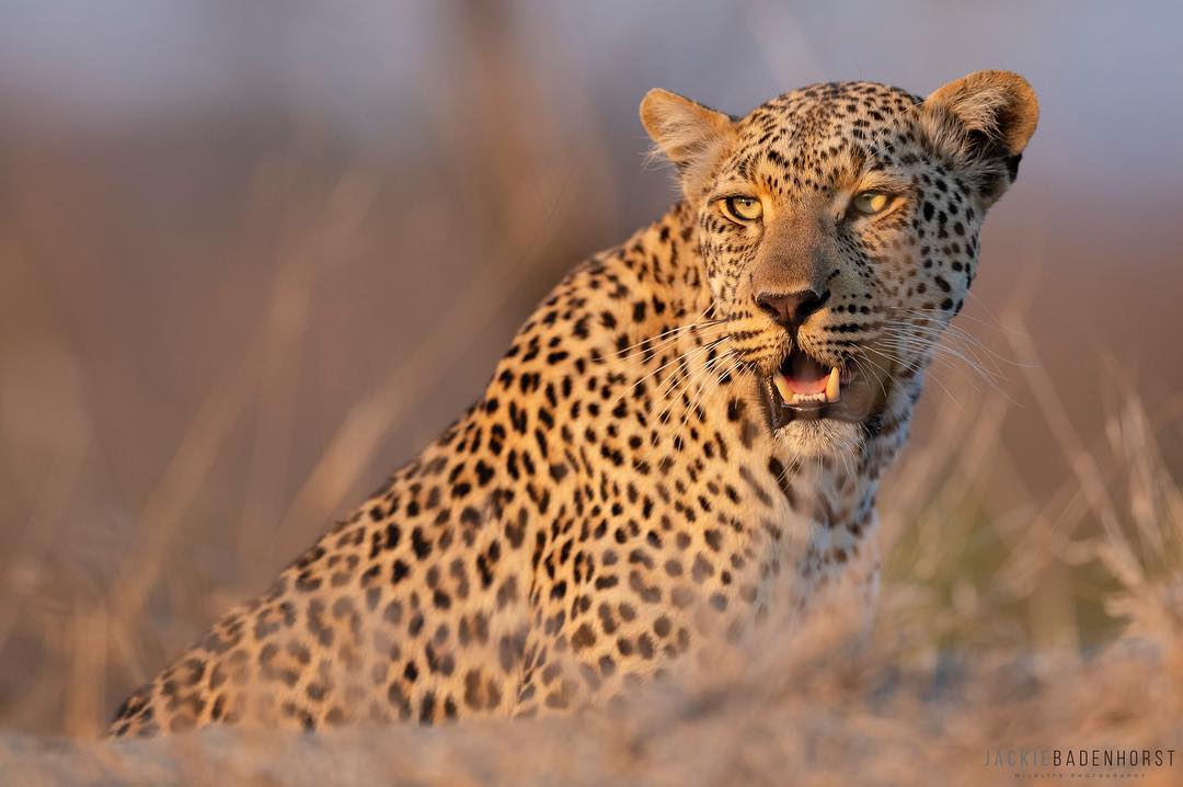 background image for - 2 Days Safari- Tarangire & Ngorongoro