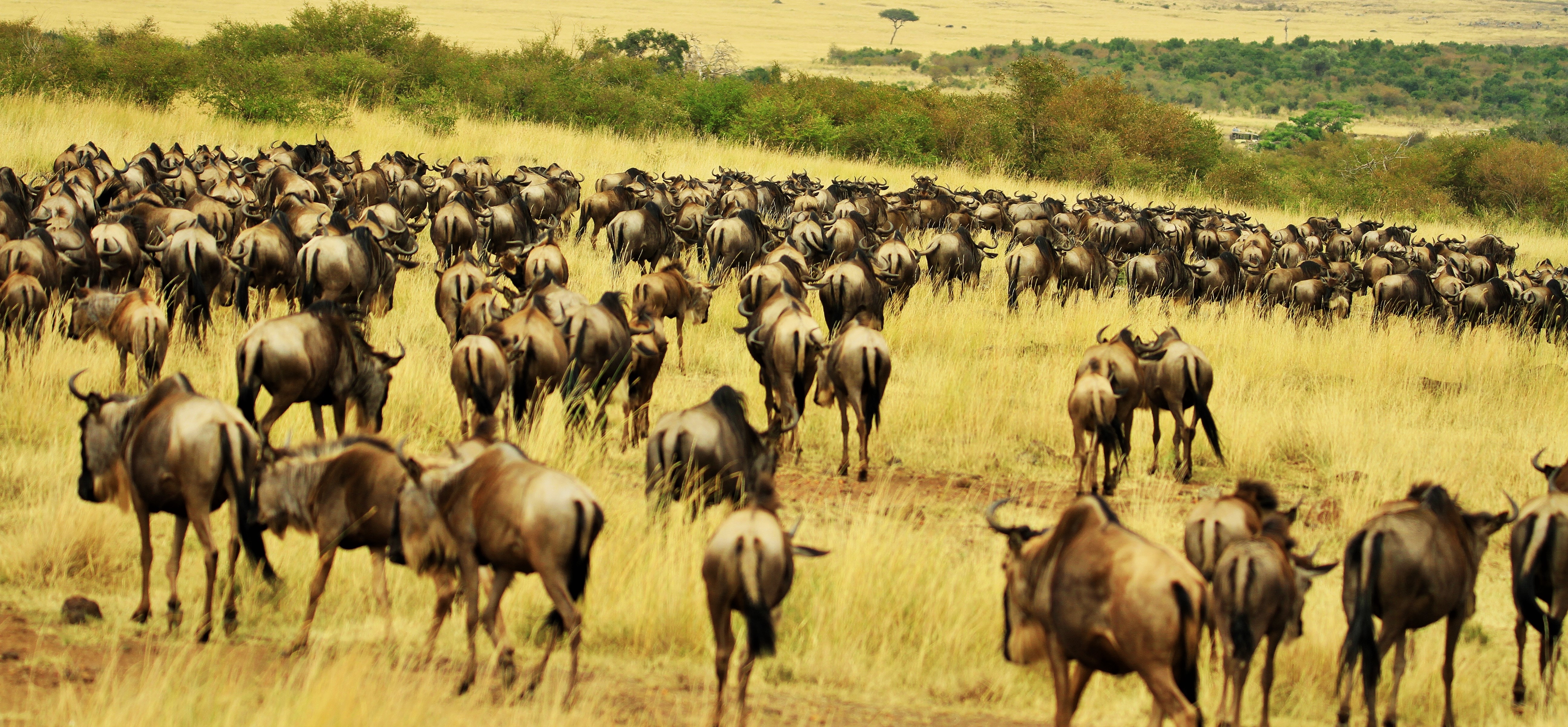 background image for - 5 Days Tanzania Royal Tour Safari 