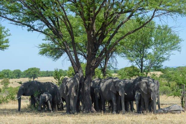 background image for - Best 4-Day Tanzania Safari Vacation 