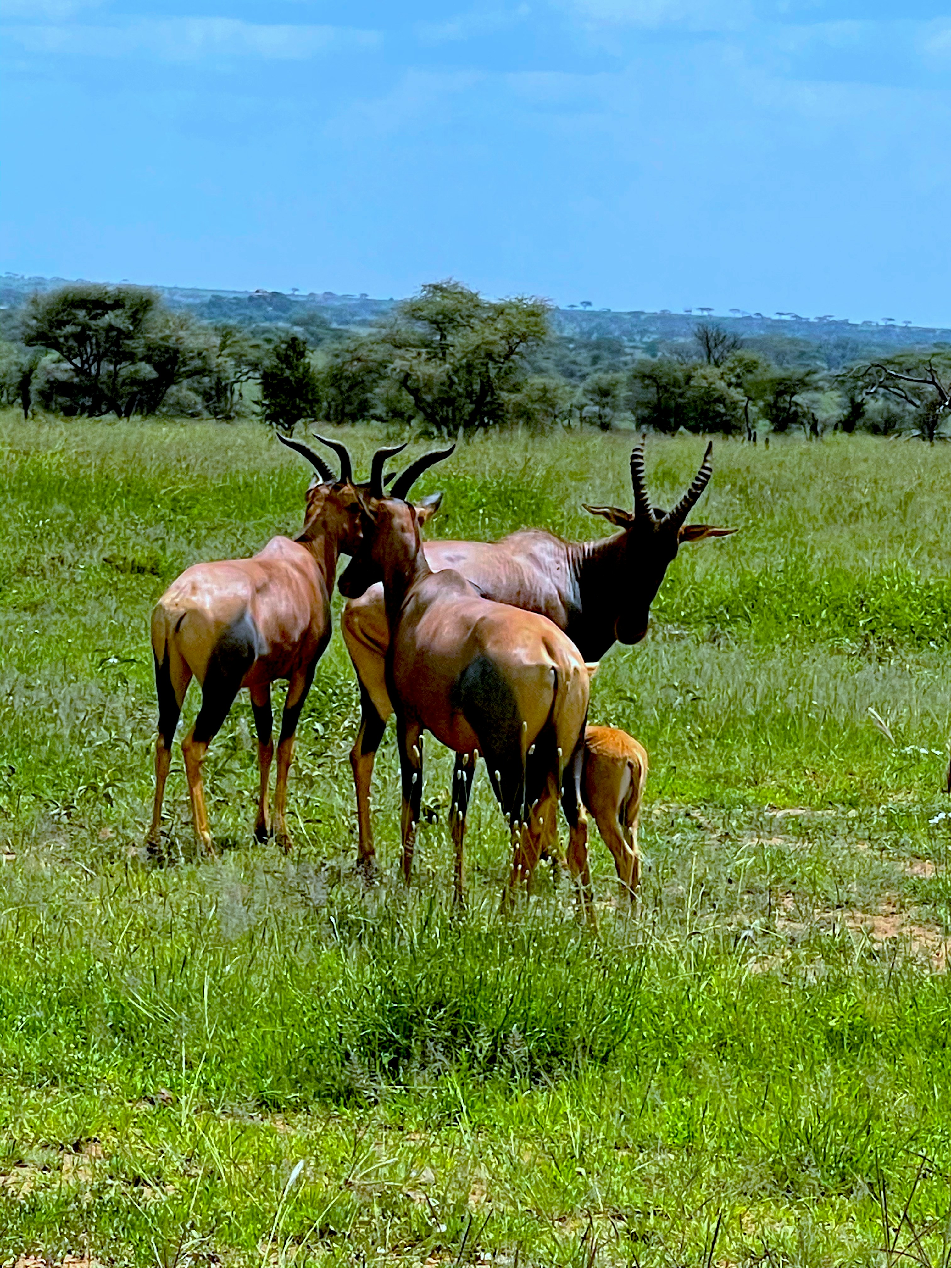 Image number 2 for 2 Day Tarangire N.p & Ngorongoro Crater Safari