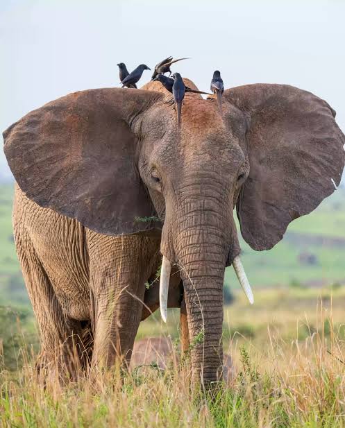 Image number 3 for 7 Day Perfect Holiday Safari