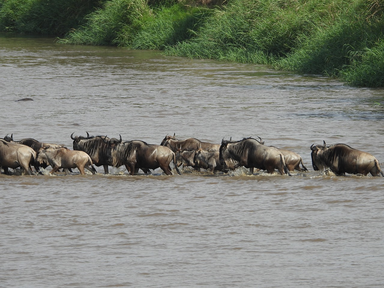 background image for - Best 6 Days Serengeti Migration Safari