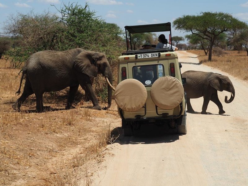 Image number 1 for 1 Day Tanzania Private Safari Package Itinerary