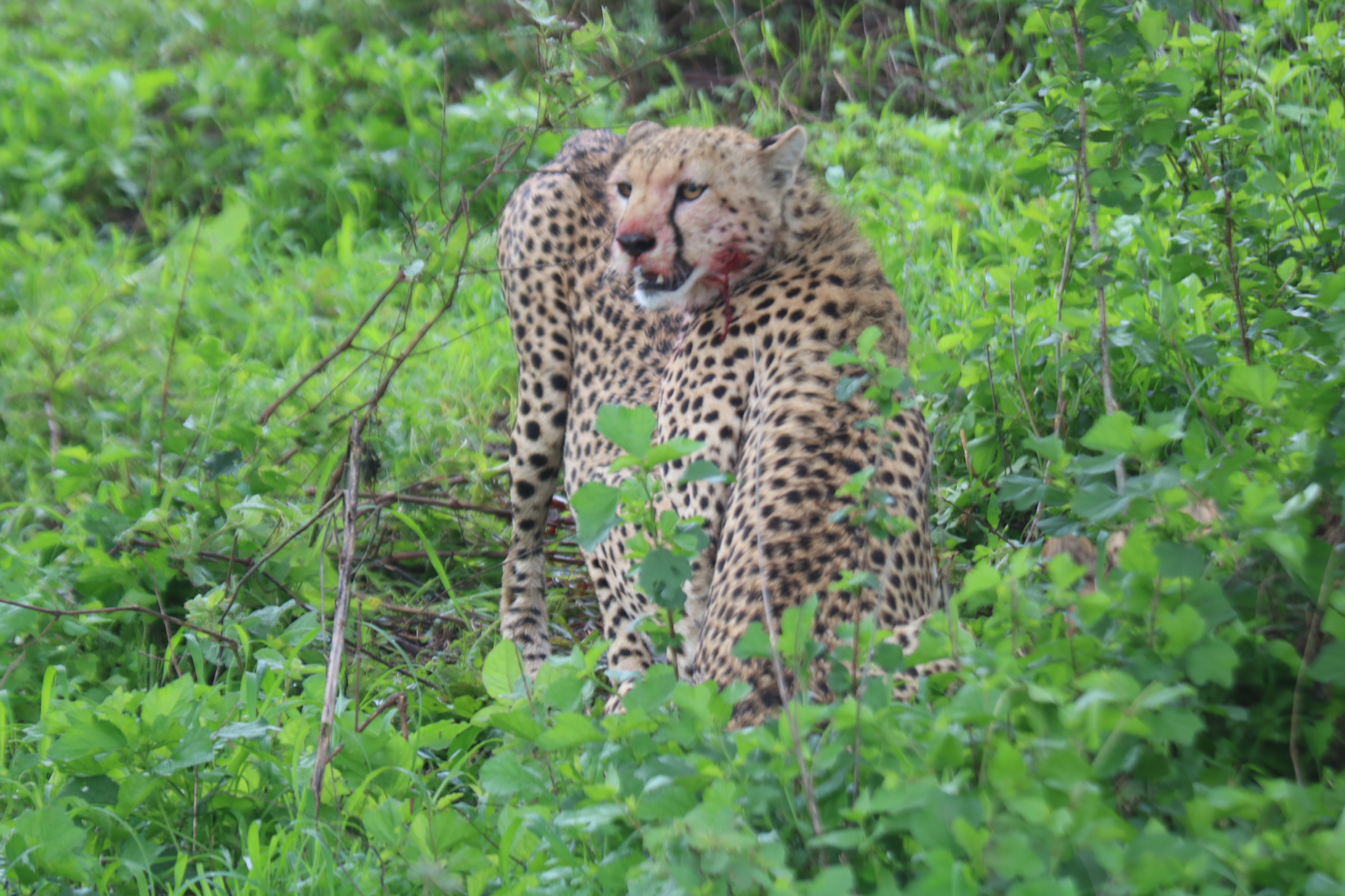 background image for - 4 Days Wildlife Safari