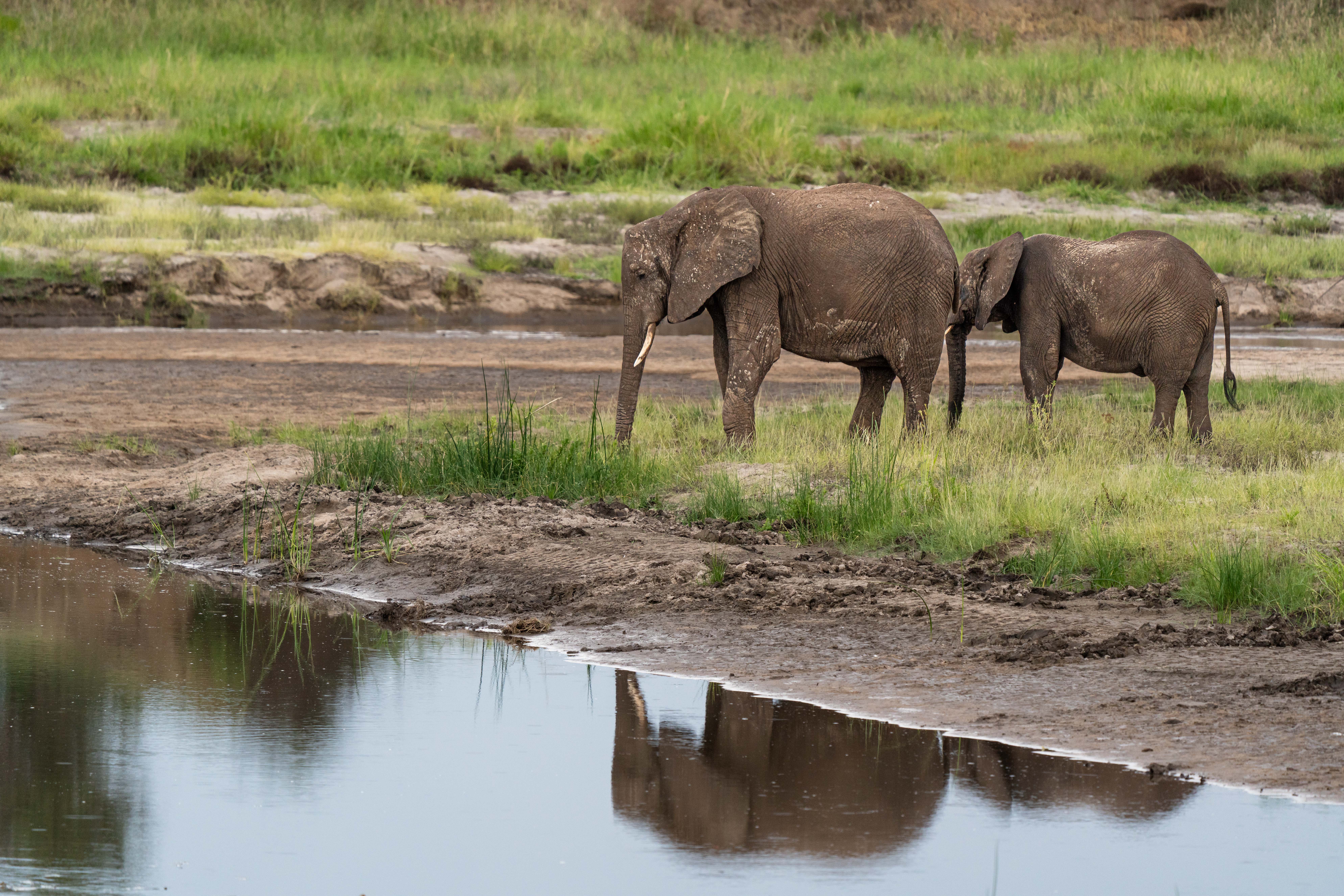 background image for - Tarangire Safari - Elephants Paradise