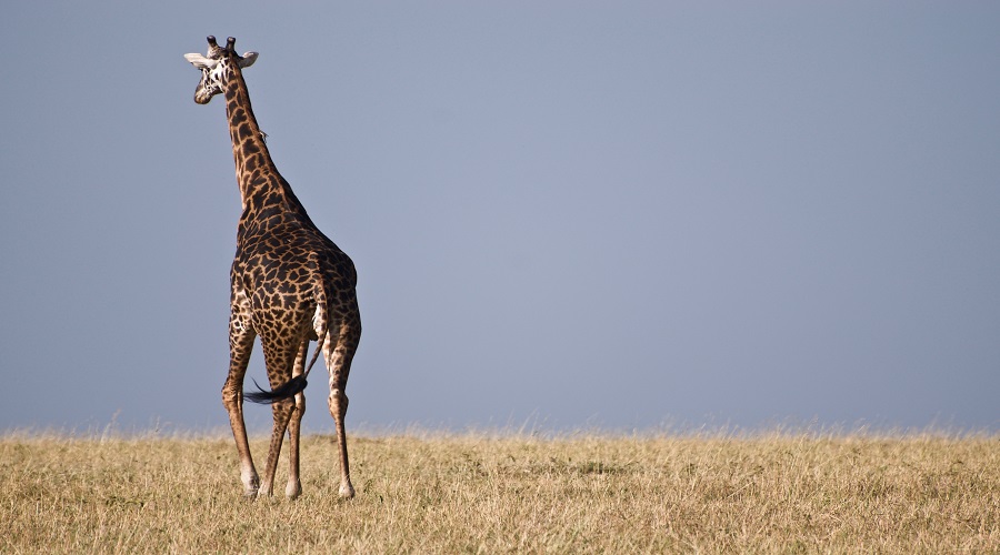 background image for - 1 Day Trip Tanzania Safari Tour Package 