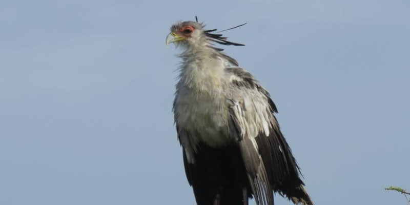 Image number 1 for  Serengeti Safari From Arusha