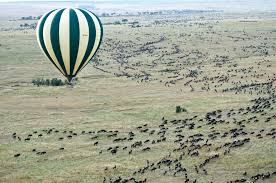 Image number 6 for Northern Tanzania Safari Experience