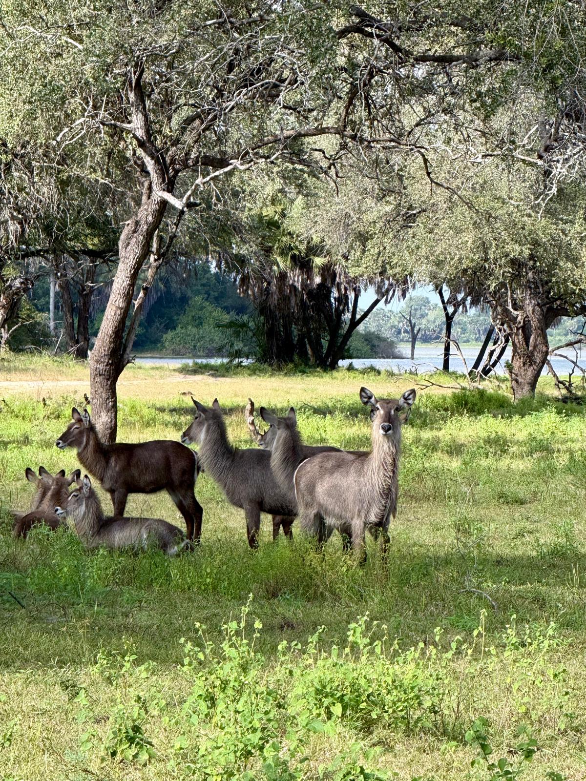 Image number 1 for Selous Safari From Zanzibar 