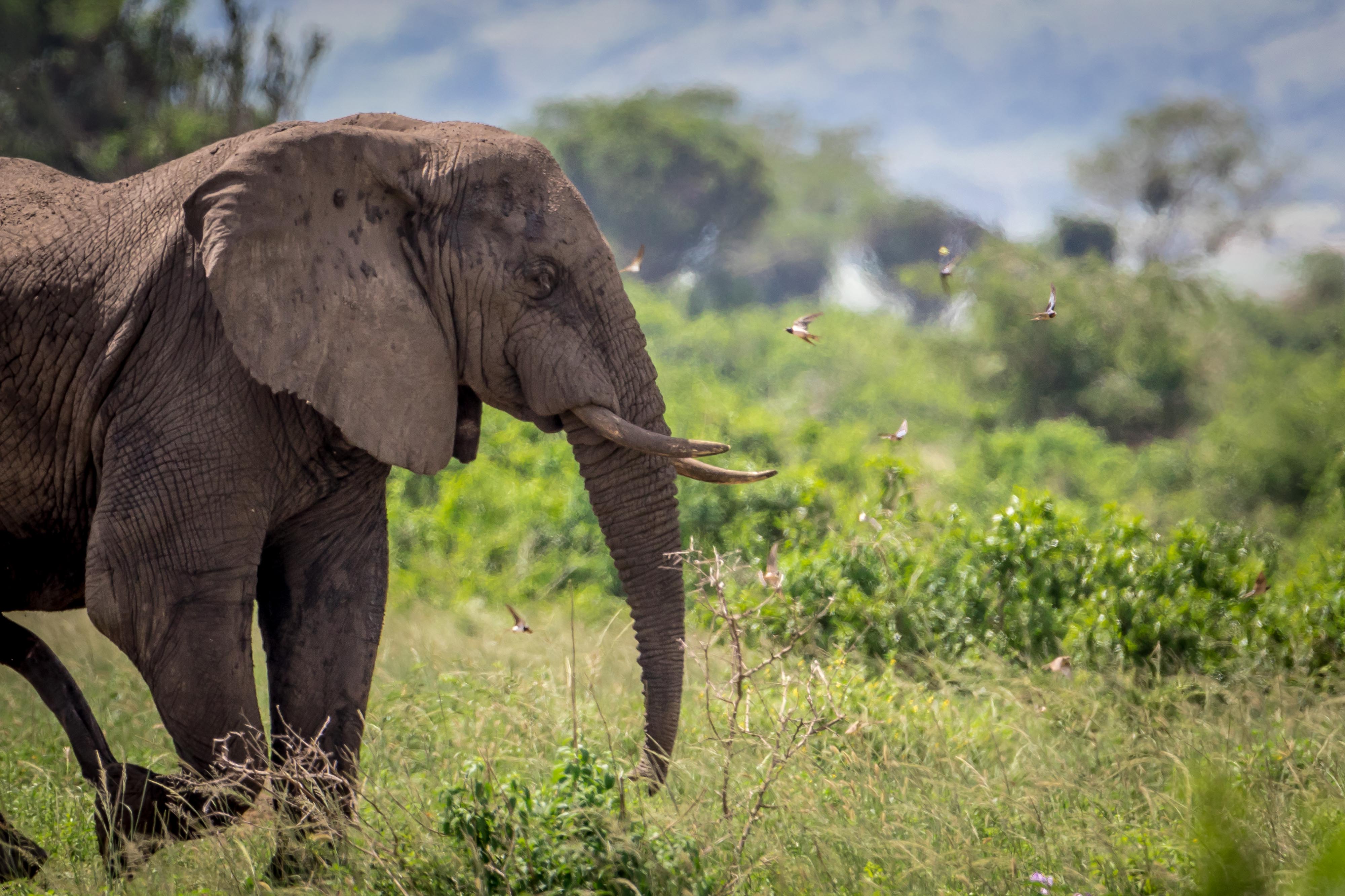 Image number 3 for 8-Days Luxury Gorilla & Chimpanzee Safari Tour.