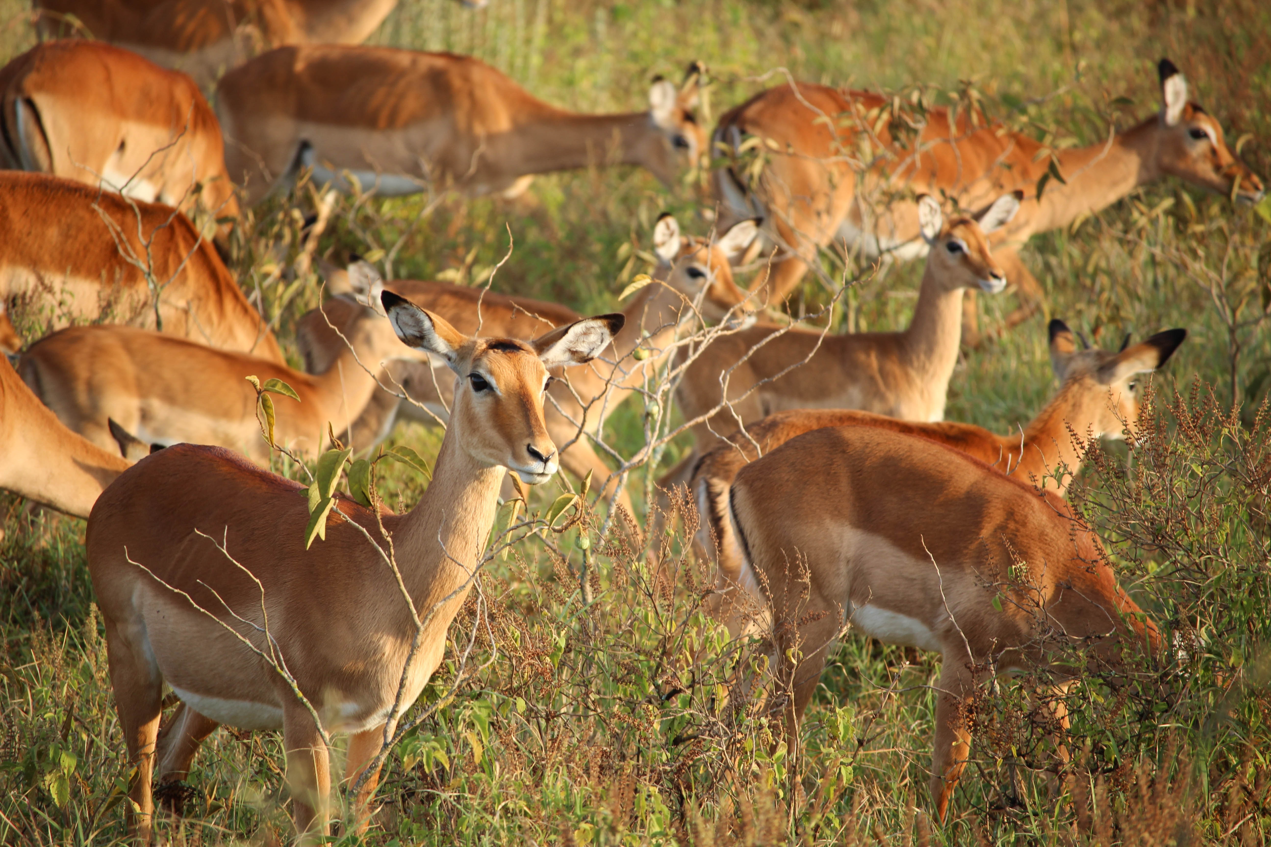 background image for -  3 Days Serengeti Migration 