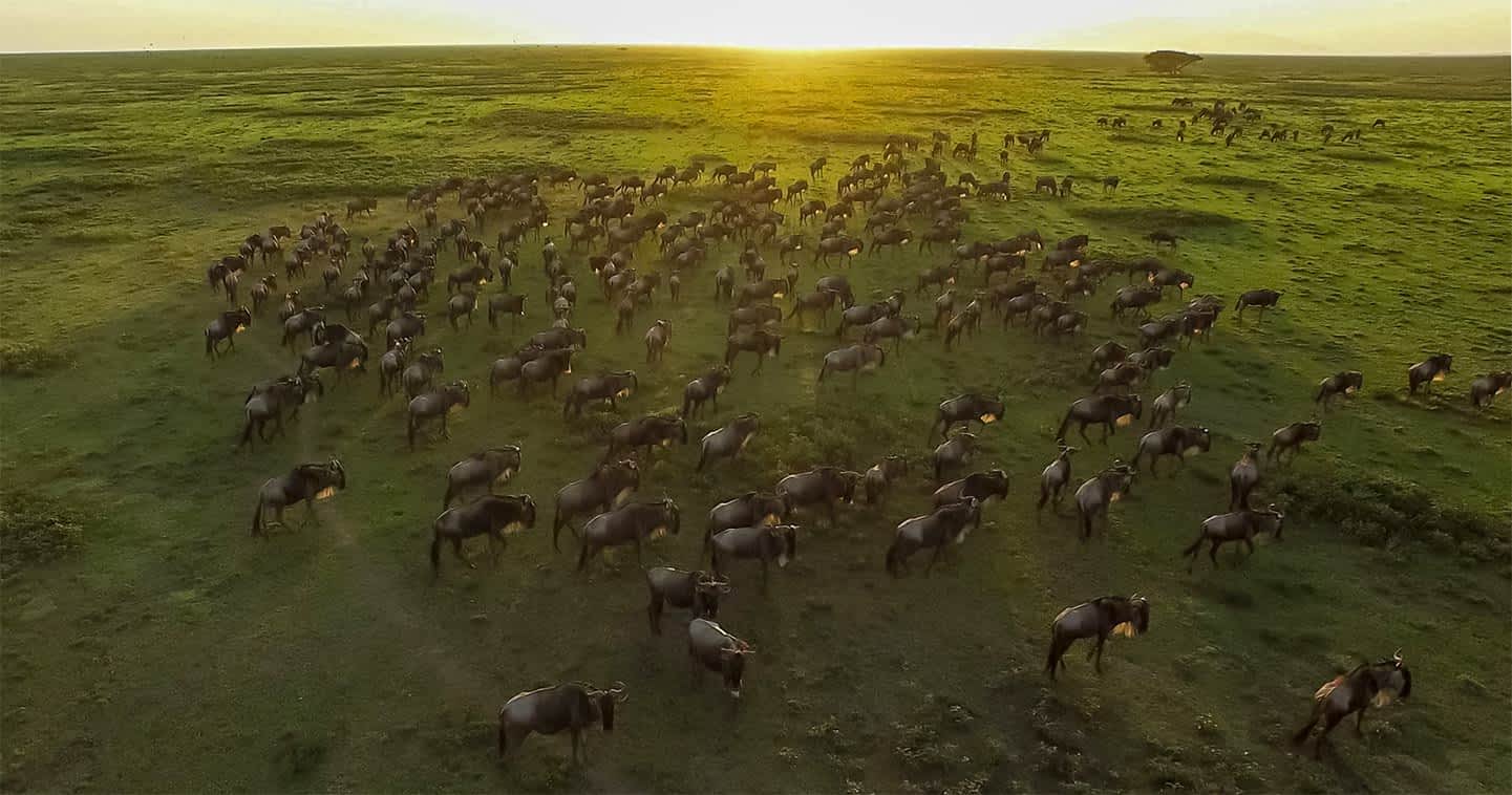 background image for - 7days Serengeti Wildebeest Migration