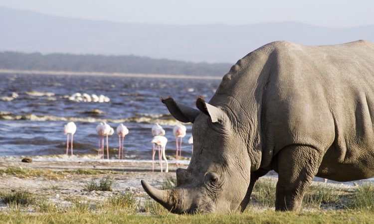 background image for - Kenya's Best  6-Day Safari Samburu To Masai Mara
