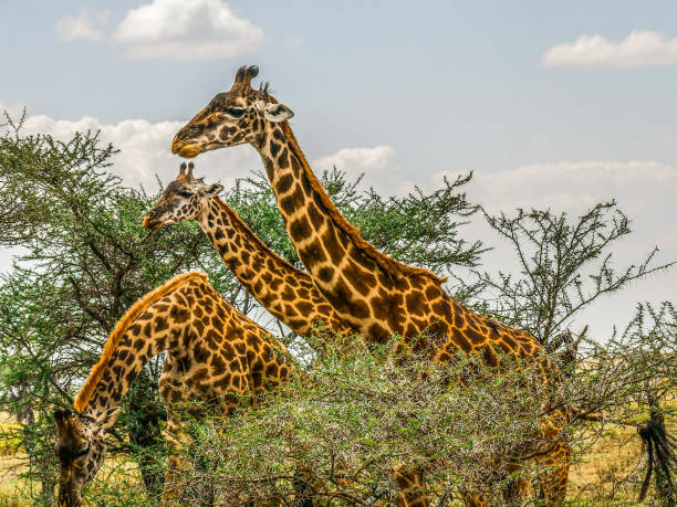background image for - Best 10 Days Serengeti Safari