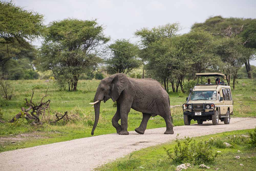 background image for - The Best 3-Day Tanzanian Safari 