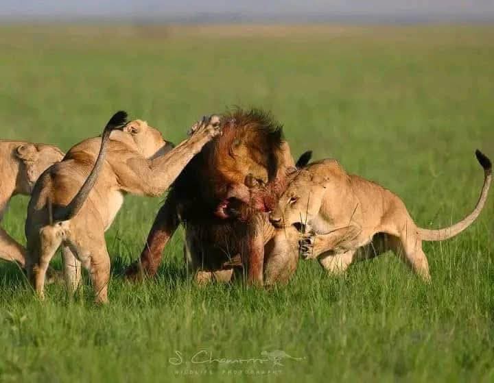 Image number 6 for The Touch To Wilderness (luxury Package)