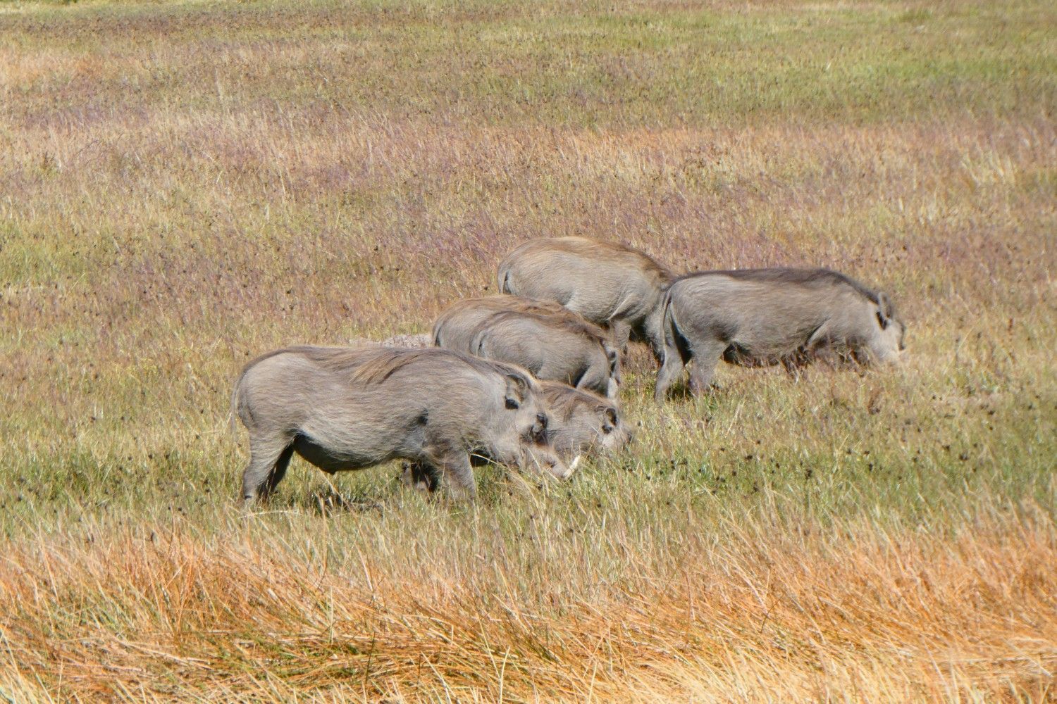 Image number 9 for 4 Days Bale Mountain Wild Life & Game Drive Tour