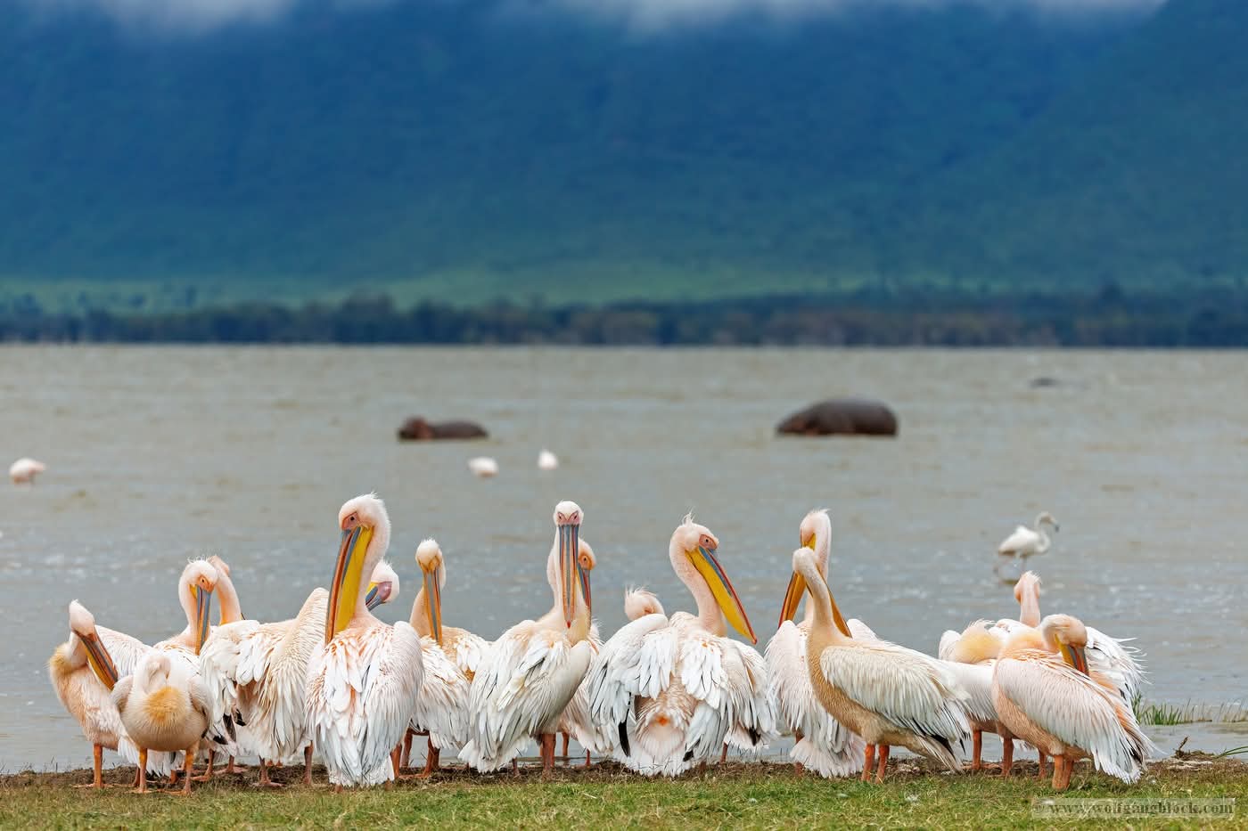 Image number 4 for Memorable Safari In Tarangire | Ngorongoro | Manyara 