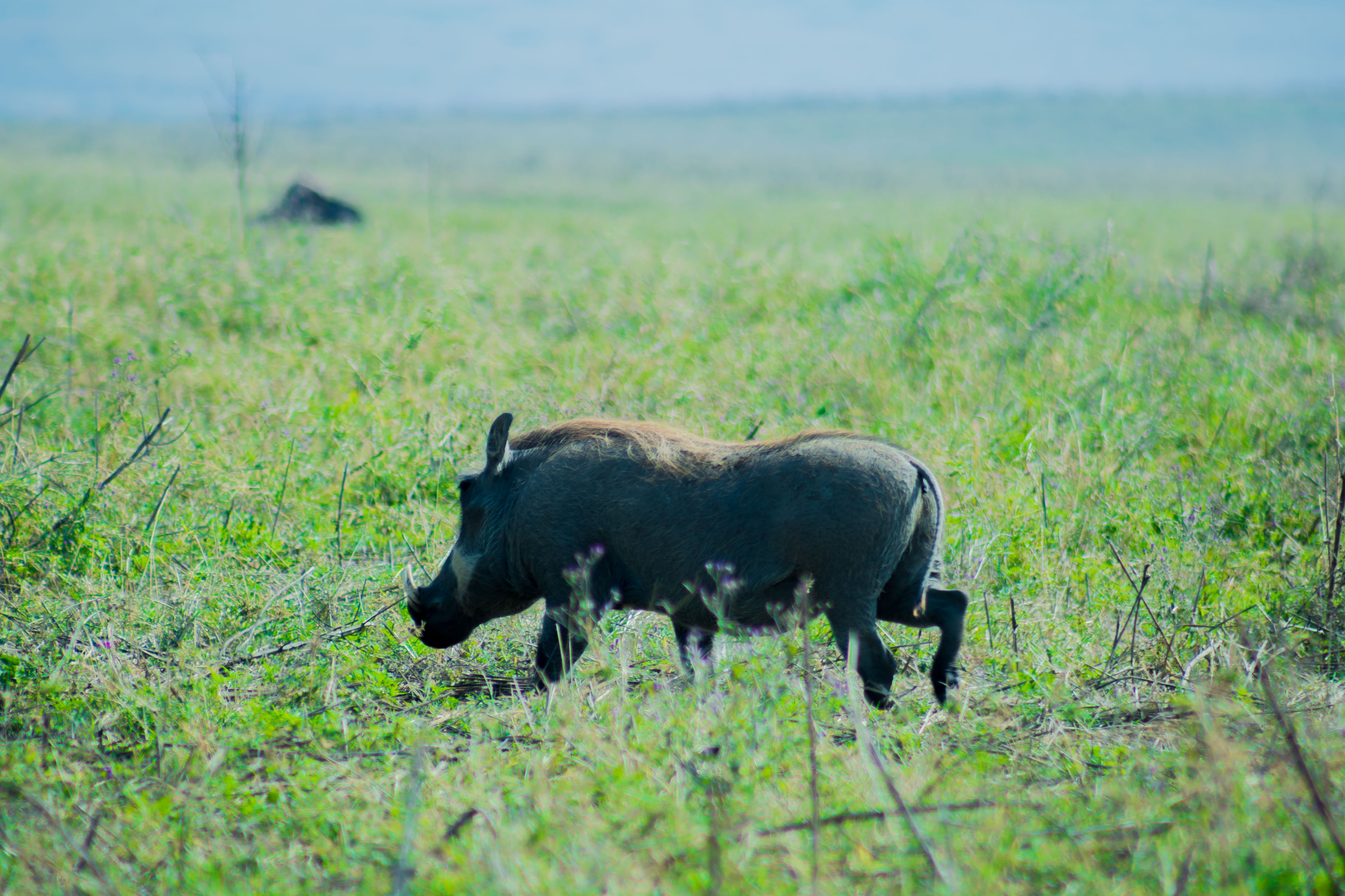 Image number 5 for Best 6 Days Safari To Mikumi Np And Ruaha Np