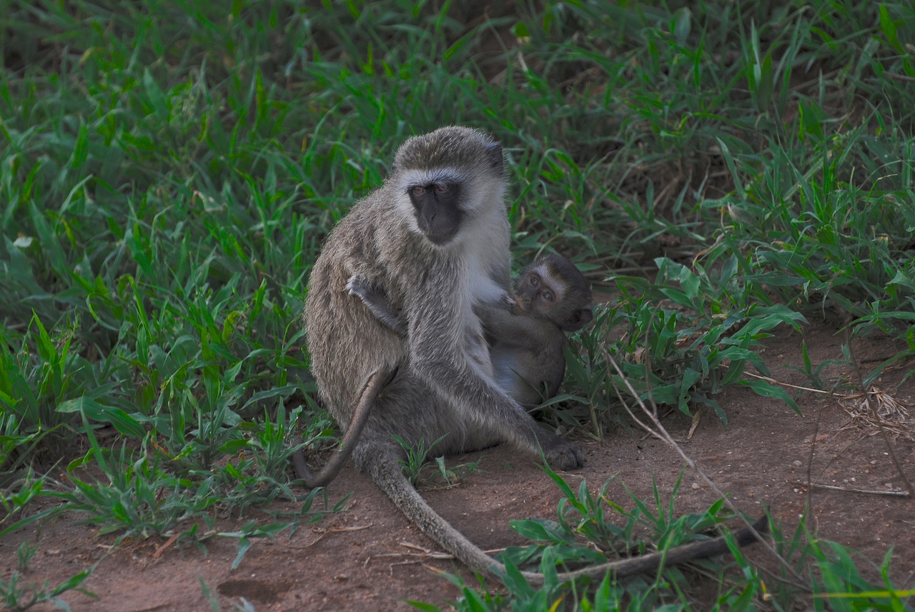 background image for - 3-Day Tanzania Sharing Safari Tour