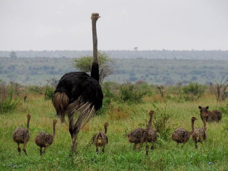 Image number 3 for Great Wildebeest Migration Safari In Tanzania