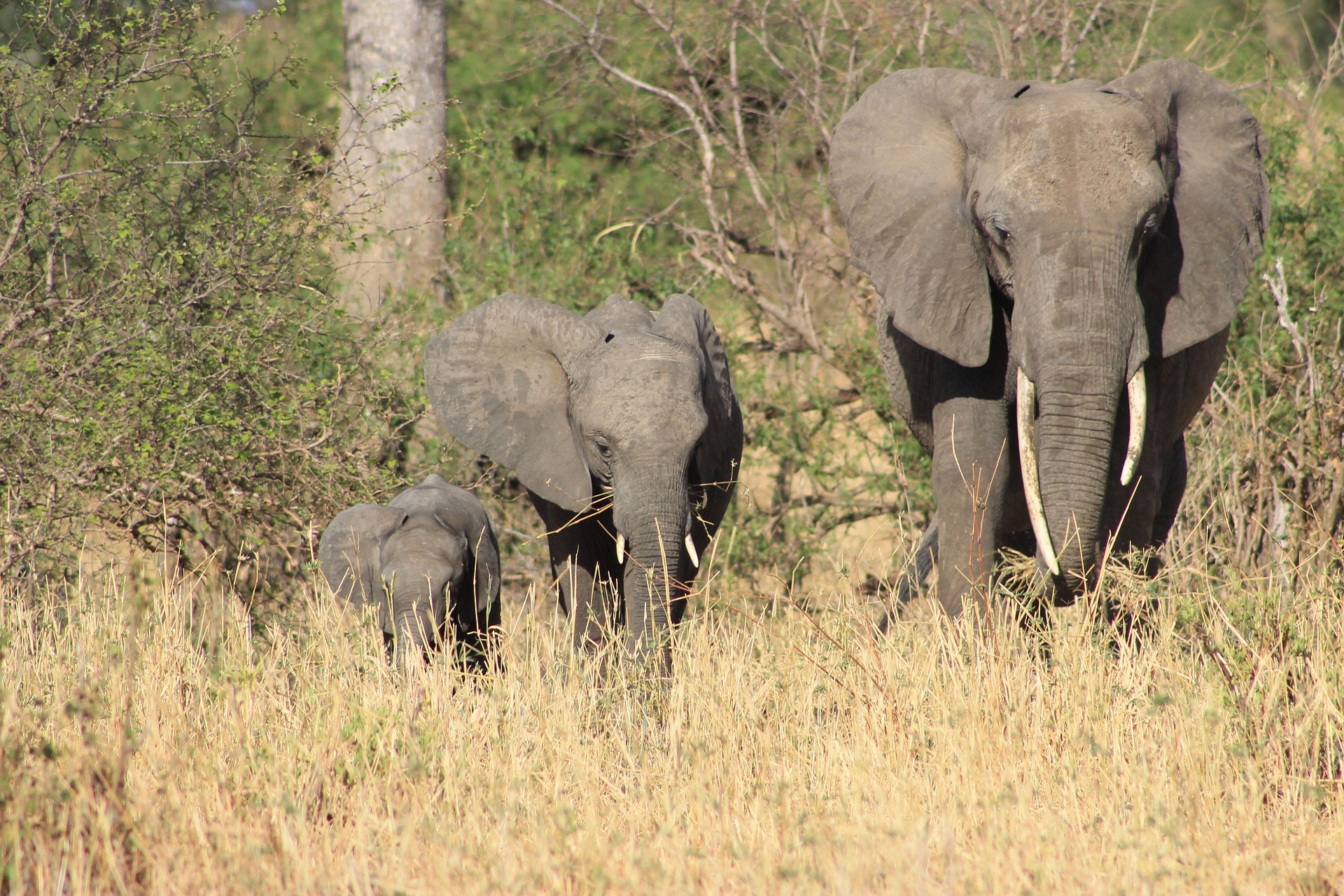 Image number 2 for 2-Day Tarangire & Ngorongoro Crater Safari By Rrmamuya