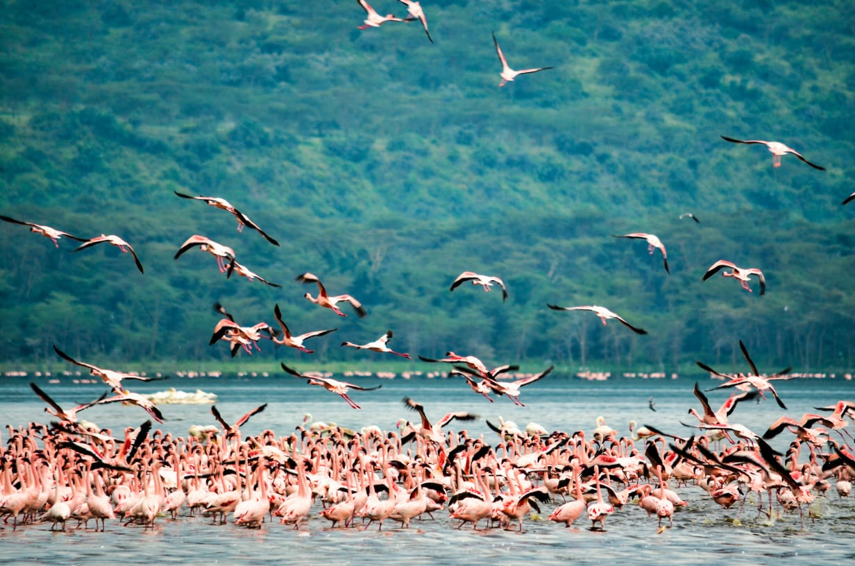 background image for - 3 Days Lake Nakuru, Naivasha & Hell’s Gate Safari.