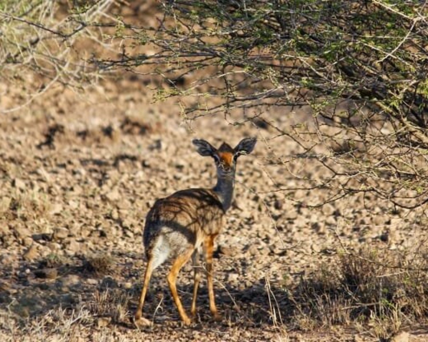 Image number 2 for 3 Days Wild Wonders And Nature, Awash Np Tour