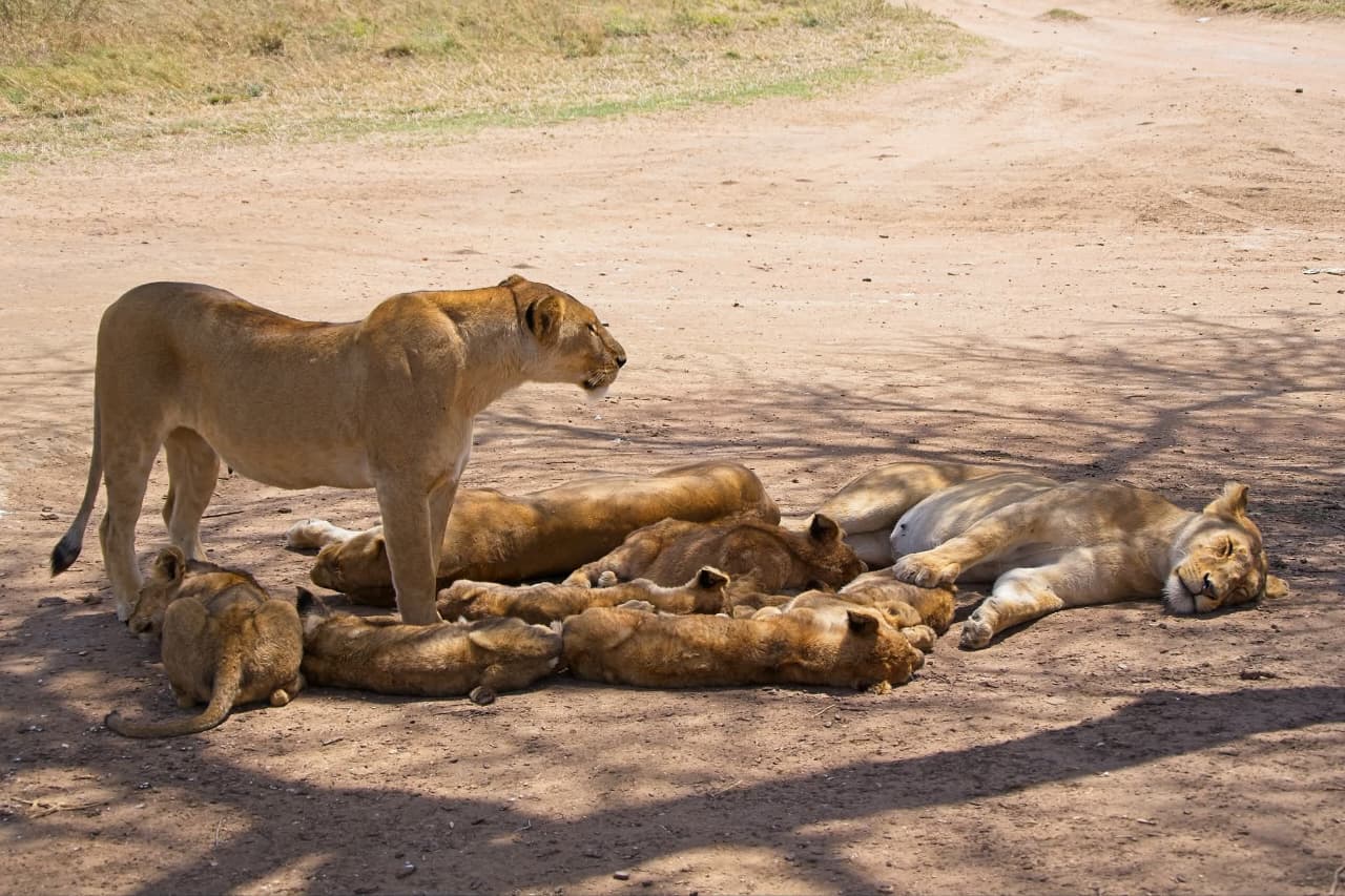 background image for - 4 Days Maasai Mara/ Lake Nakuru 