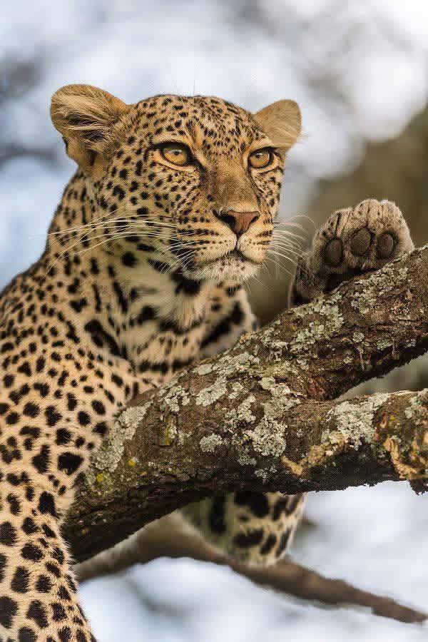 Image number 3 for Luxury Safari Experience Tarangire And Ngorongoro 