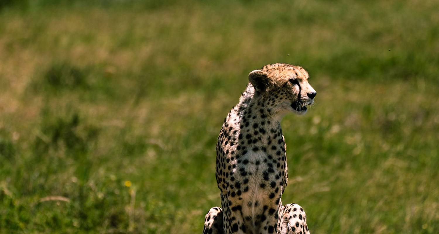 Image number 6 for Tanzania Midrange Safari