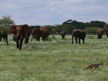 Image number 1 for Tanzania Safari – Tarangire, Lake Manyara & Ngorongoro Crater