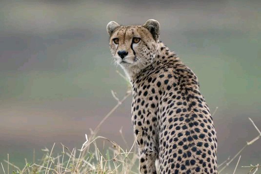 Image number 4 for Lake Manyara, Serengeti, Crater & Tarangire Park