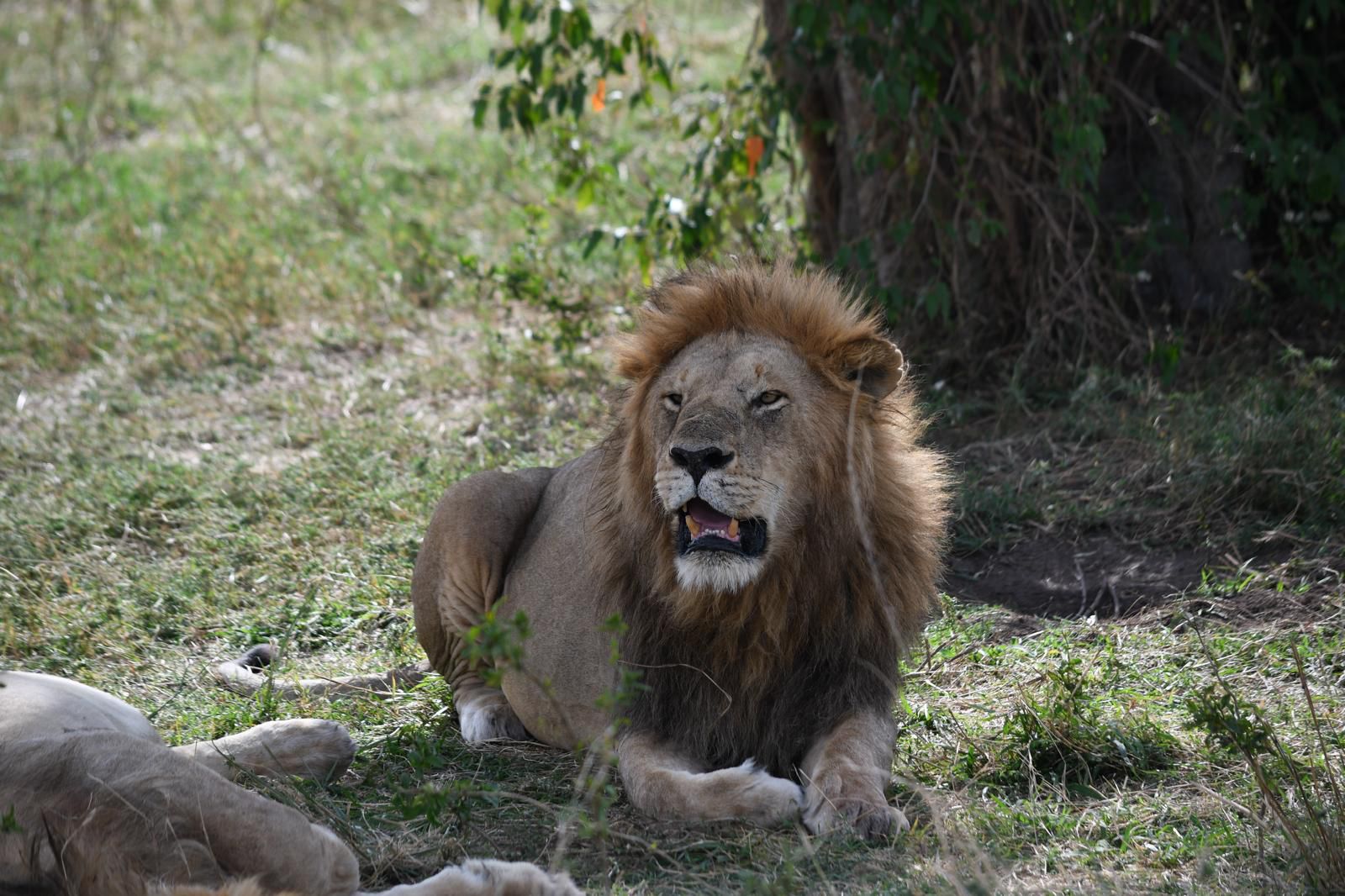 Image number 7 for Masai Mara Wild Adventure
