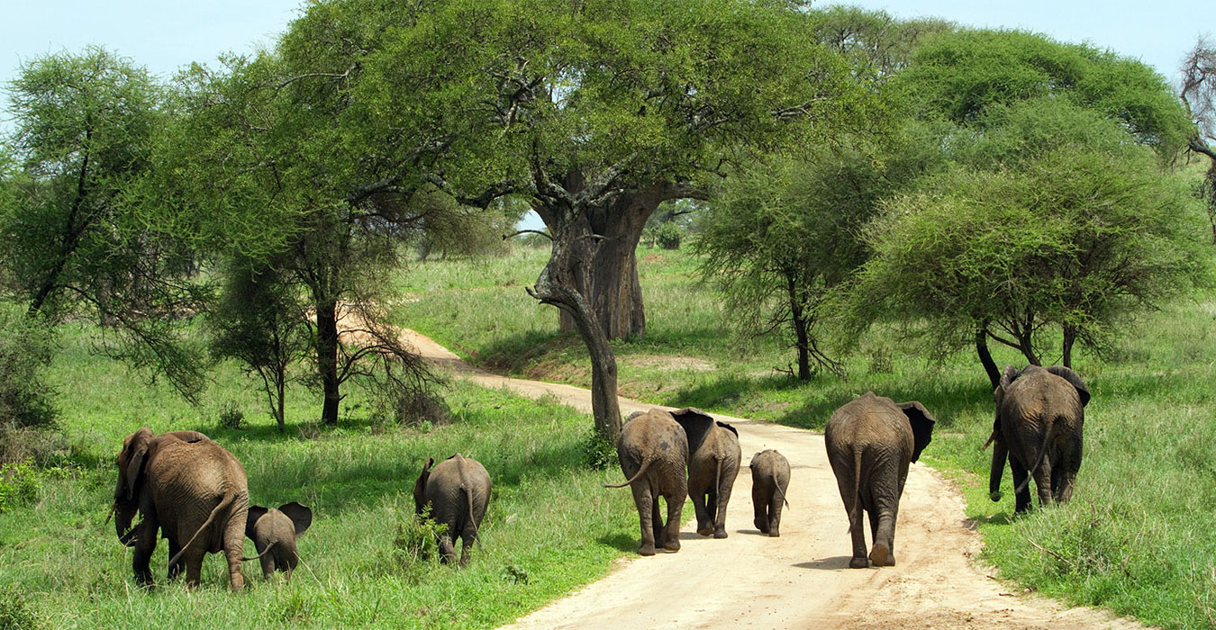 Image number 4 for The Majestic Crown: Signature Serengeti & Ngorongoro Safari