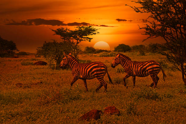 background image for - Best 1-Day Serengeti Safari From Mwanza