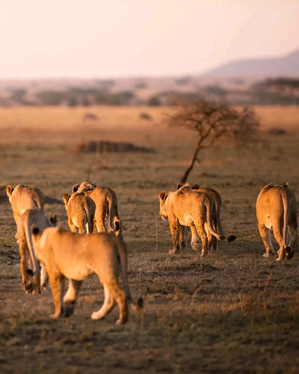 Image number 2 for Zanzibar To Mikumi Adventure