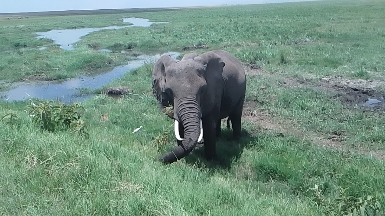 Image number 1 for 7 Days Budget Safari