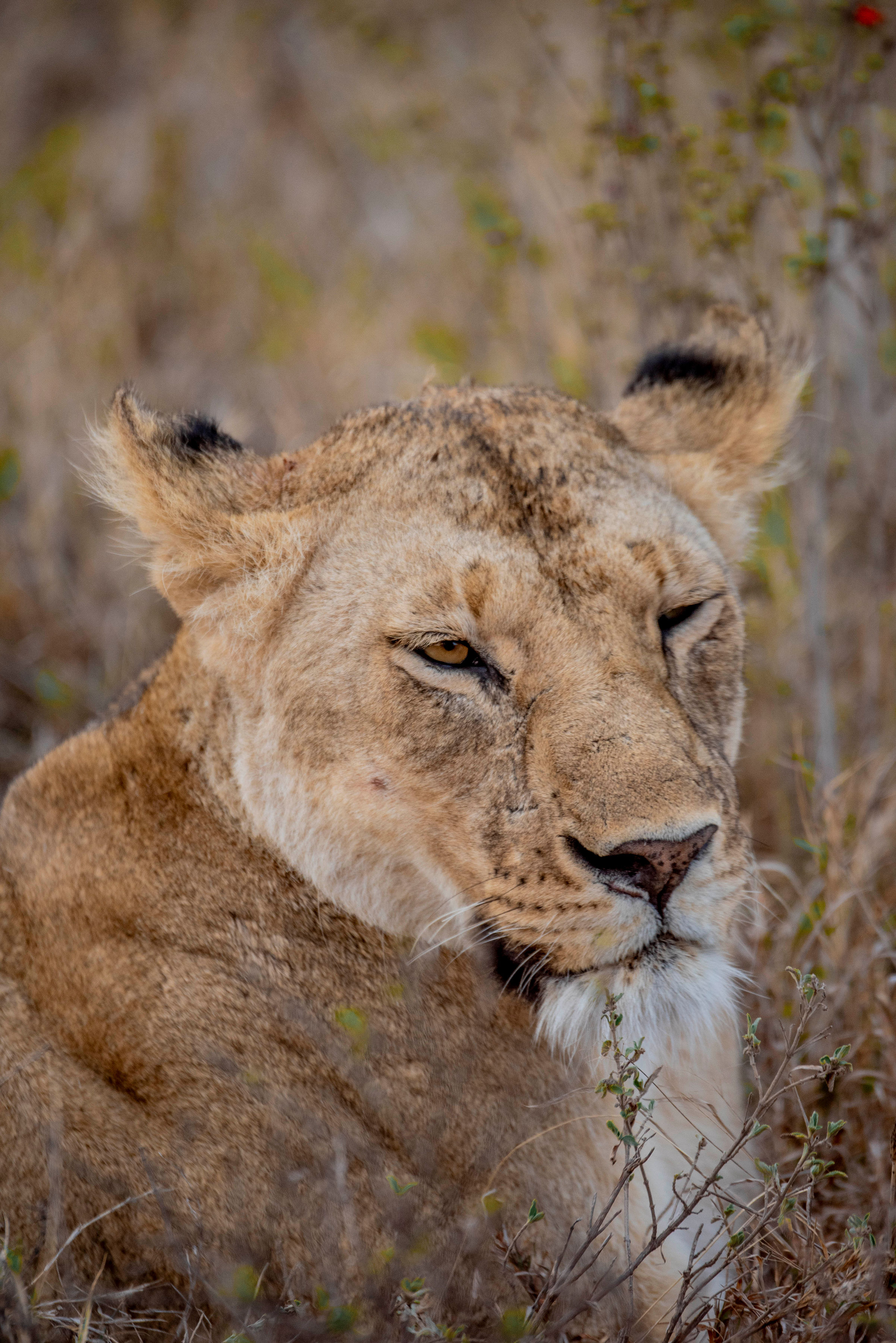 background image for - Private Camping And Lodge Safari