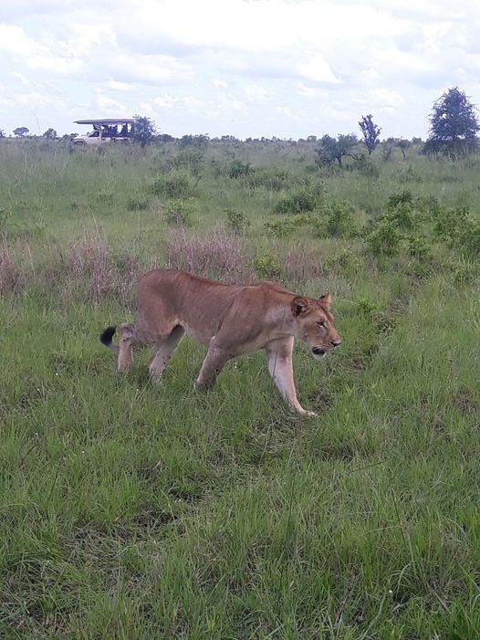 background image for - Mikumi National Park - Game Drive