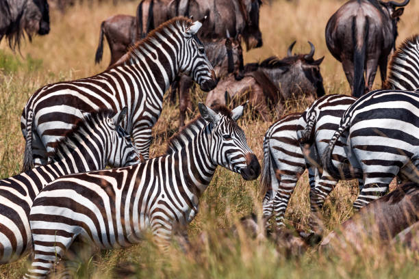 Image number 1 for 6 Days Serengeti Migration Safari Package In Ndutu 