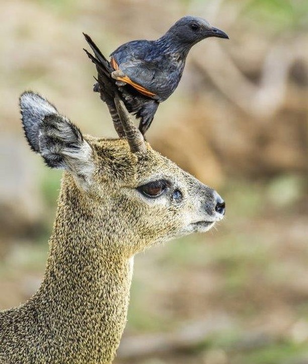 Image number 4 for 3 Day : Nyerere National Park (ex Selous Game Reserve)