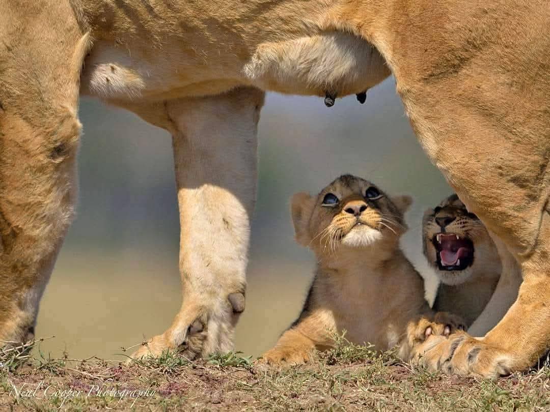 Image number 2 for Tanzania Photographic Safari