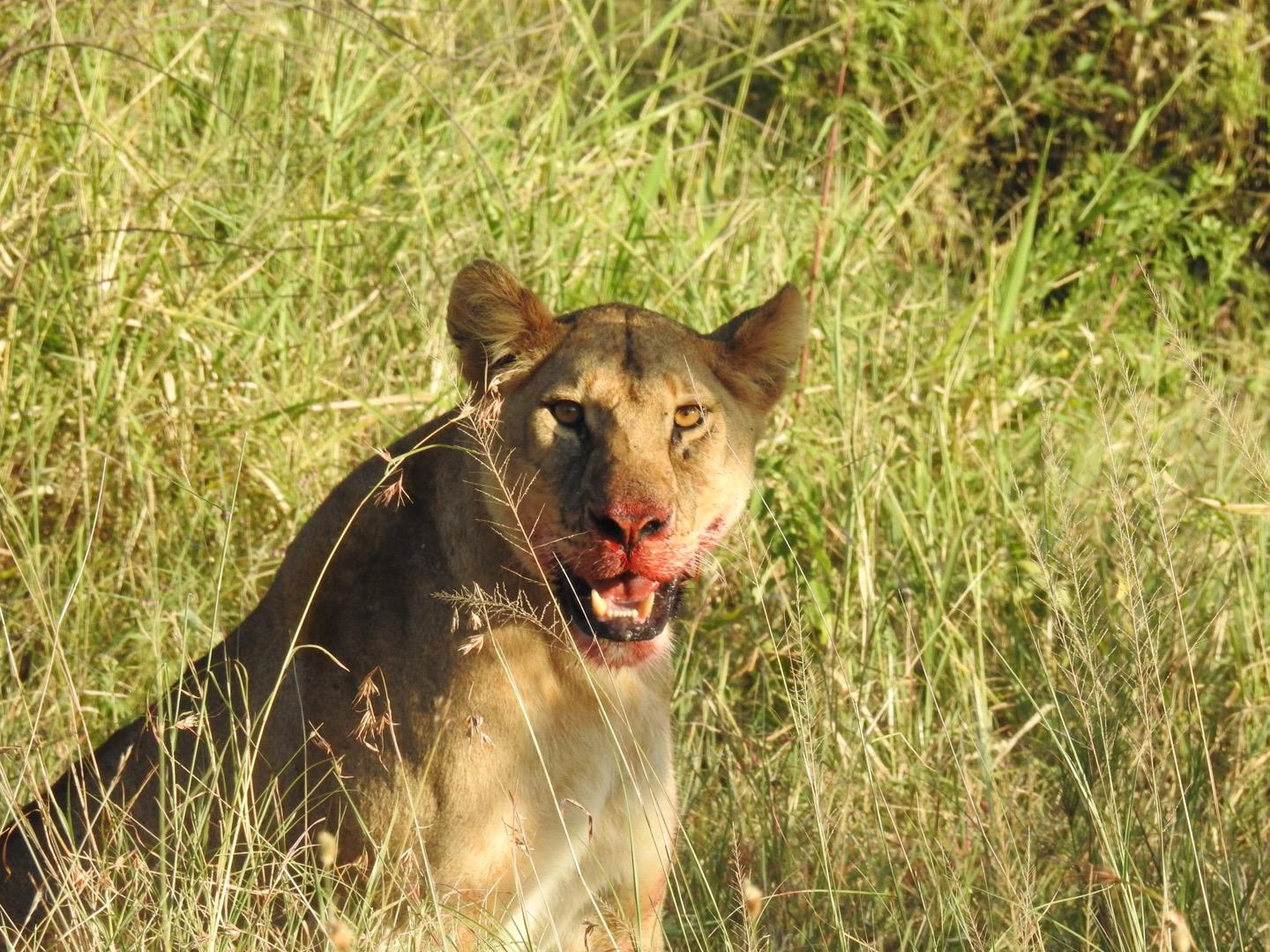 background image for - 5 Days Wildlife Safari