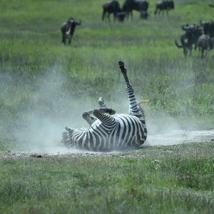 Image number 2 for  Private Safari To Northern Tanzania