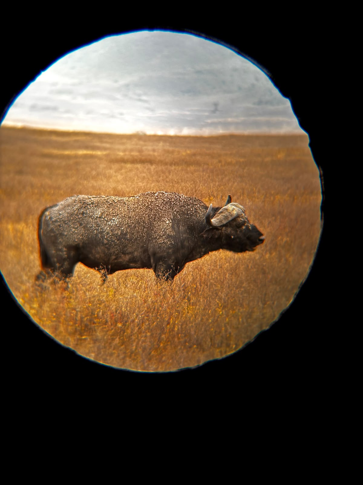 Image number 5 for Mid-range Safari, Tarangire, Serengeti, Ngorongoro